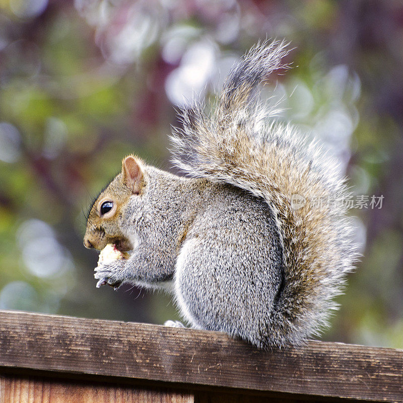 东部灰松鼠，Sciurus carolinensis，吃无花果